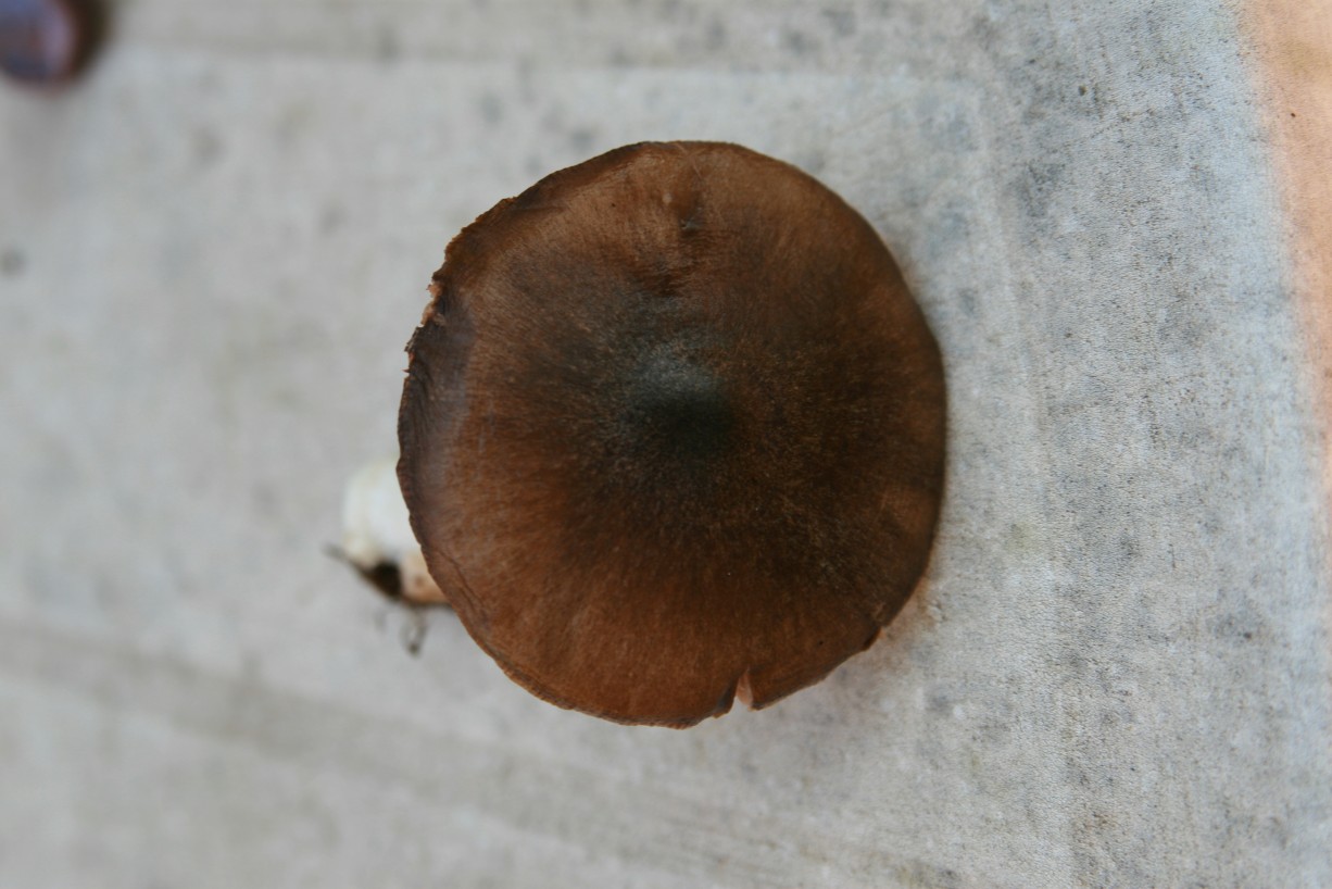 Volvariella gloiocephala